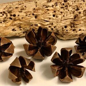40 Natural Brown Pine Pod Decorative Accents for Home
